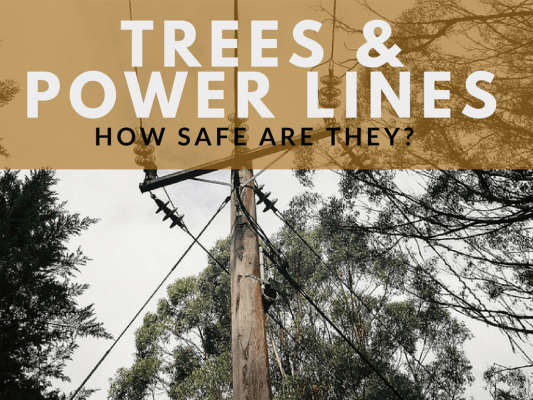 Trees & Power Lines - How Safe Are They?